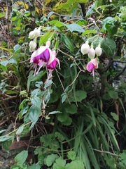 Fuchsia × hybrida