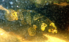 Epinephelus lanceolatus