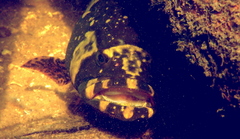Epinephelus lanceolatus