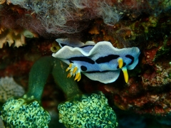 Chromodoris alcalai