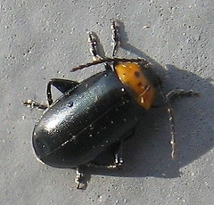 Disonycha triangularis