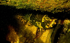 Epinephelus lanceolatus