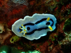 Chromodoris alcalai