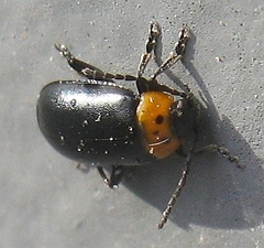 Disonycha triangularis