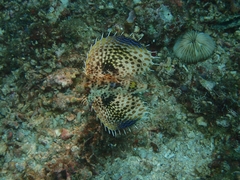 Dactyloptena orientalis