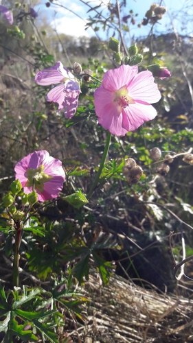 Petit Mauve 2