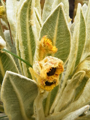 Espeletia pycnophylla