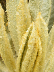 Espeletia pycnophylla