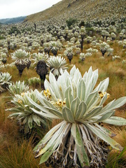 Espeletia pycnophylla