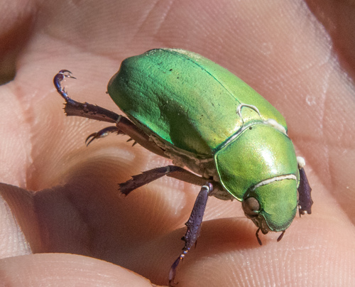 Beyer's Jewel Scarab photo 3