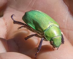 Chrysina beyeri