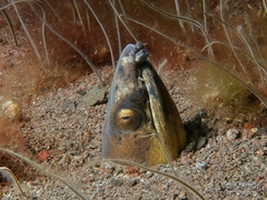 Ophichthus altipennis