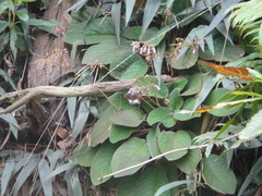 Tagiades menaka