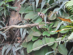 Tagiades menaka