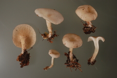 Singerocybe phaeophthalma