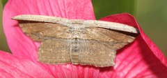 Phalacra vidhisara