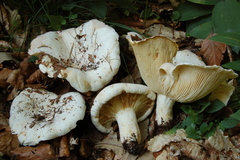 Lactifluus bertillonii