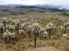 Espeletia pycnophylla