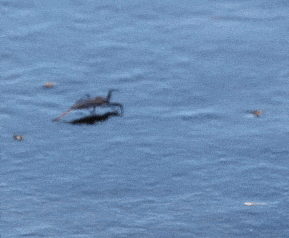 Eurasian Water Scorpion