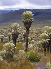 Espeletia pycnophylla