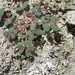 Euphorbia chamaesyce - Photo 由 יאיר אור 所上傳的 (c) יאיר אור，保留部份權利CC BY-NC-SA