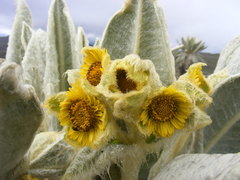 Espeletia pycnophylla