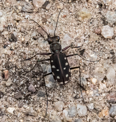 Cicindela sedecimpunctata