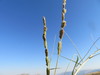 Coastal Cat's-Foot-Grass - Photo (c) יאיר אור, some rights reserved (CC BY-NC-SA), uploaded by יאיר אור