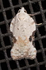 Acleris subnivana
