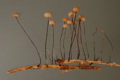 Marasmius bulliardii