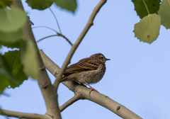 Anthus hodgsoni