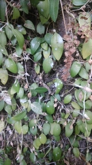 Bulbophyllum membranaceum