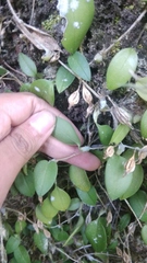 Bulbophyllum membranaceum