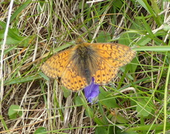 Boloria