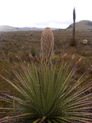 Puya hamata