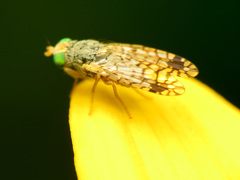 Euarestoides acutangulus