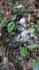 Bulbophyllum membranaceum