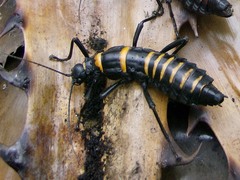 Monticomorpha flavolimbata