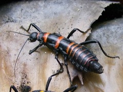 Monticomorpha flavolimbata