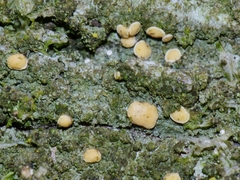 Coenogonium luteum