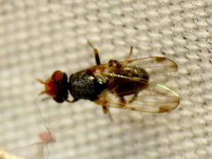 Tetanops