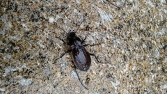 Carabus rugosus celtibericus
