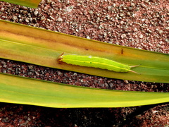 Elymnias hypermnestra