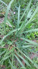 Pseudelephantopus spicatus
