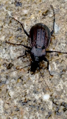 Carabus rugosus celtibericus