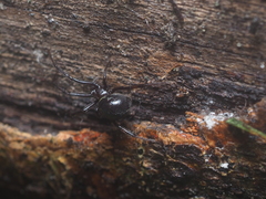 Steatoda cingulata