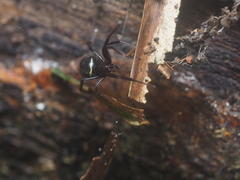 Steatoda cingulata