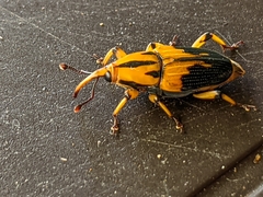 Metamasius sericeus