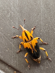 Metamasius sericeus