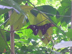 Attacus taprobanis